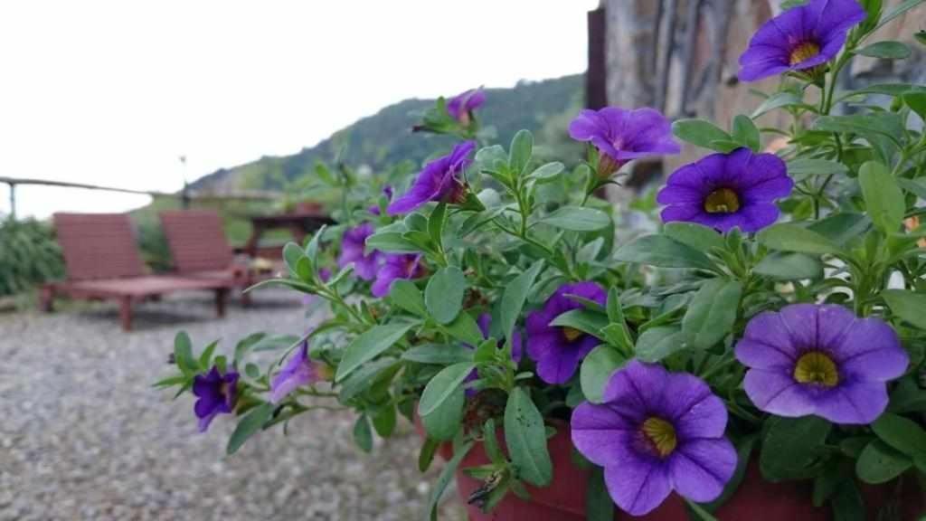 Agriturismo Al Pagan Pigna Exterior foto